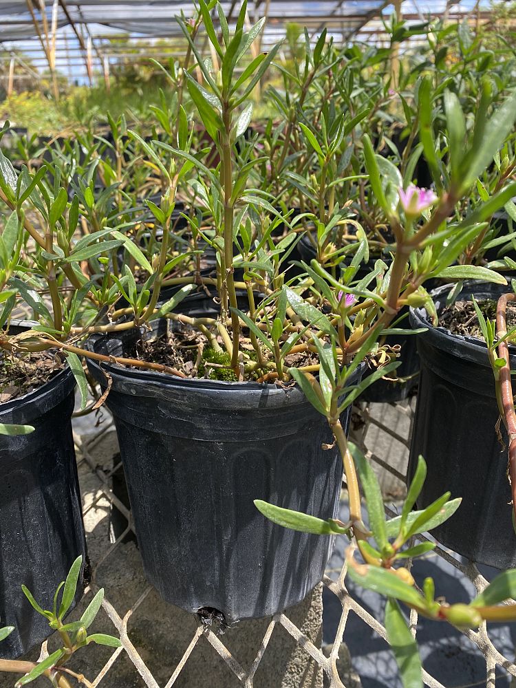 sesuvium-portulacastrum-sea-purslane