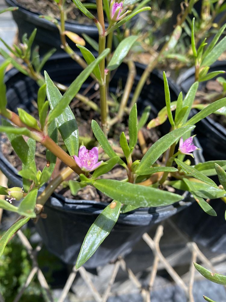 sesuvium-portulacastrum-sea-purslane