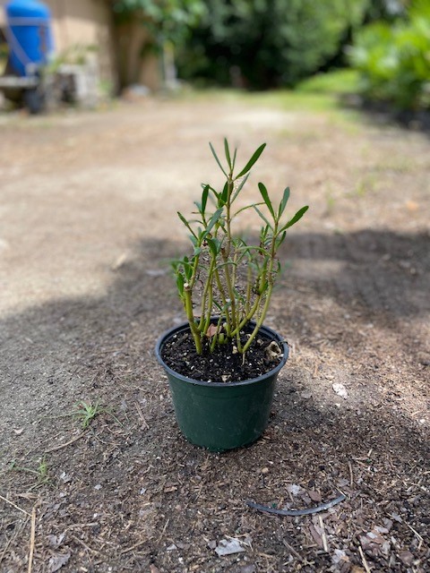 sesuvium-portulacastrum-sea-purslane
