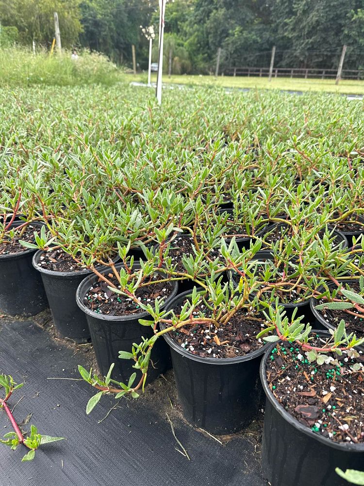 sesuvium-portulacastrum-sea-purslane