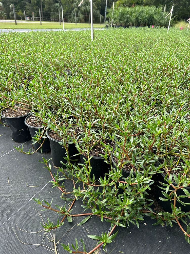 sesuvium-portulacastrum-sea-purslane