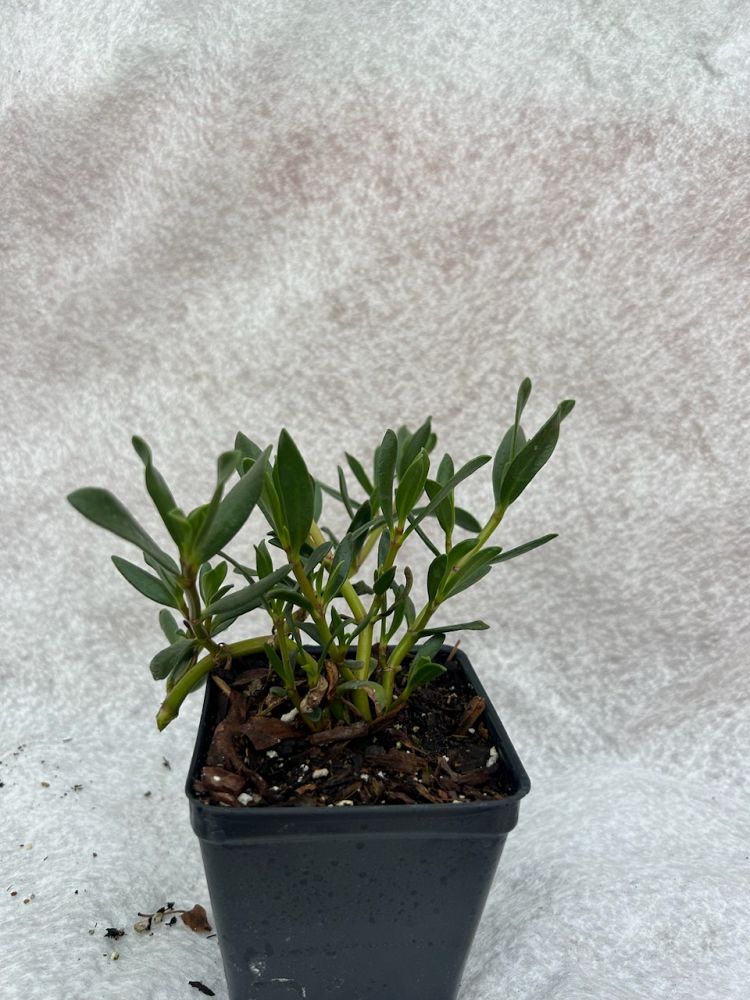 sesuvium-portulacastrum-sea-purslane