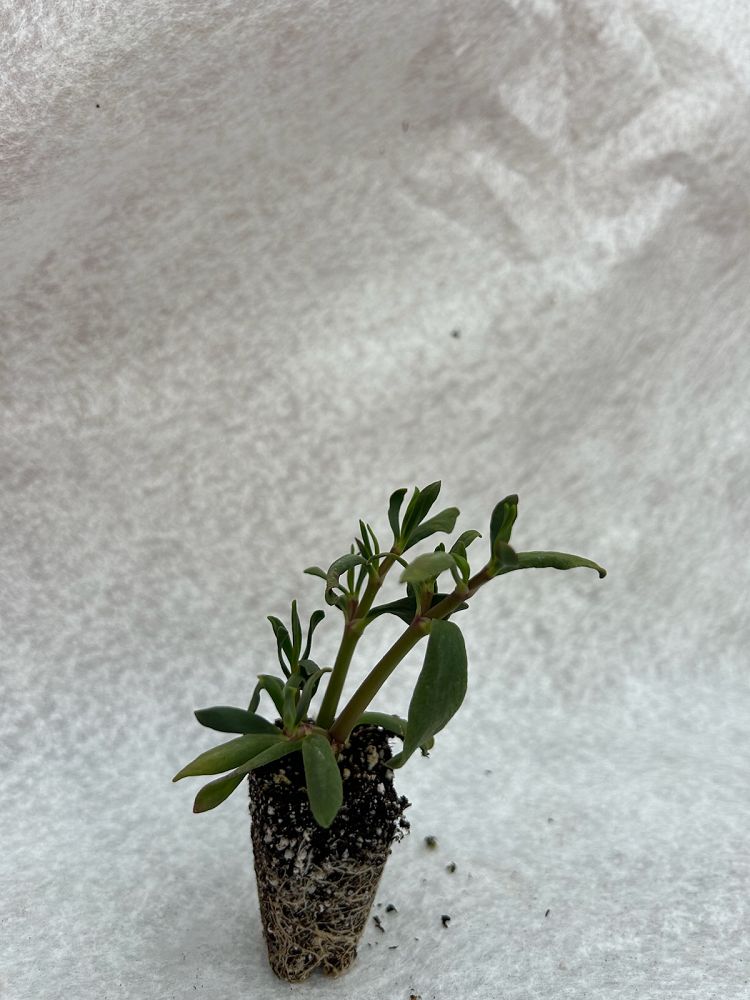 sesuvium-portulacastrum-sea-purslane