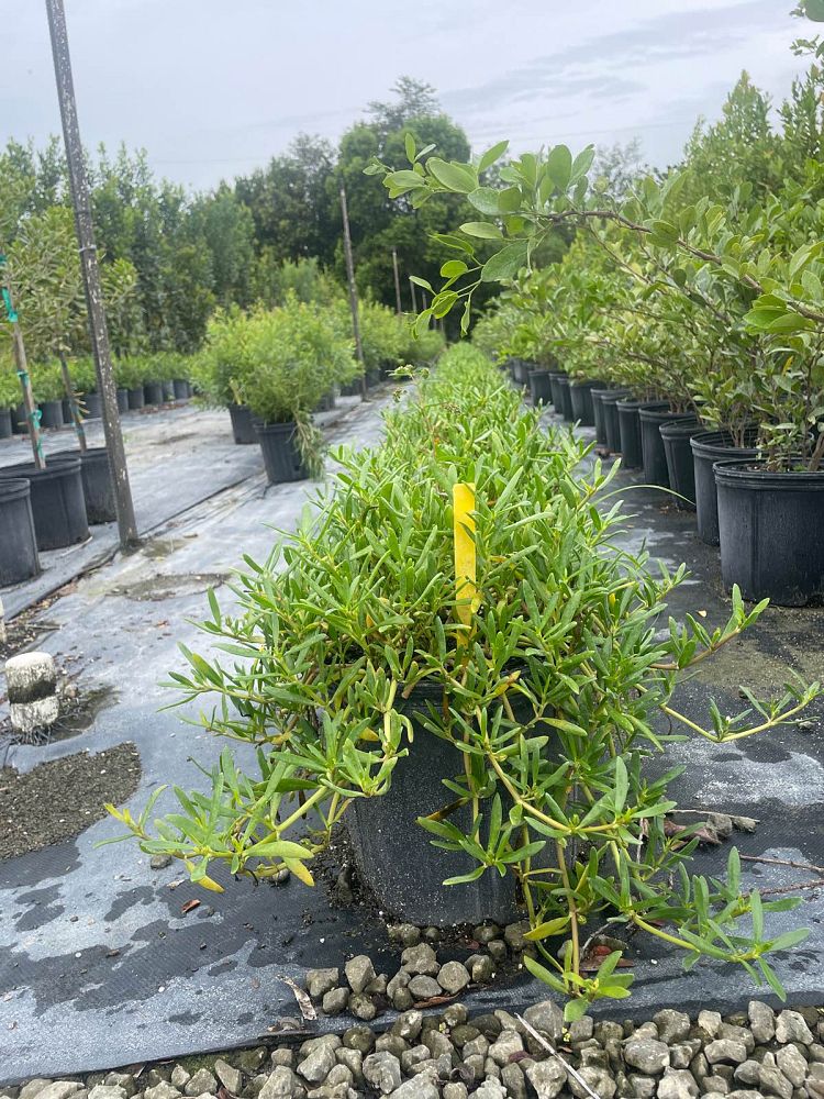 sesuvium-portulacastrum-sea-purslane