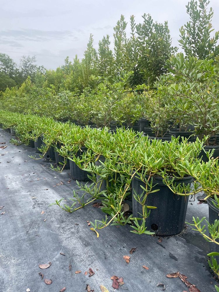 sesuvium-portulacastrum-sea-purslane
