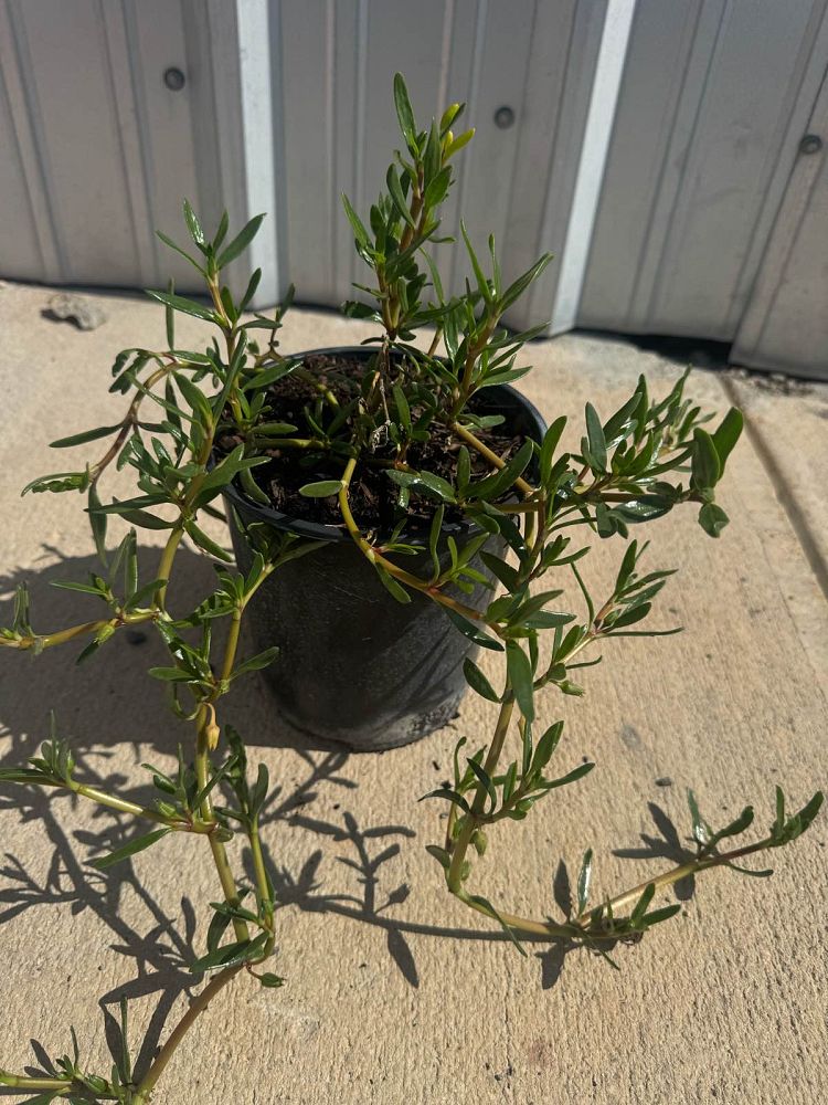 sesuvium-portulacastrum-sea-purslane