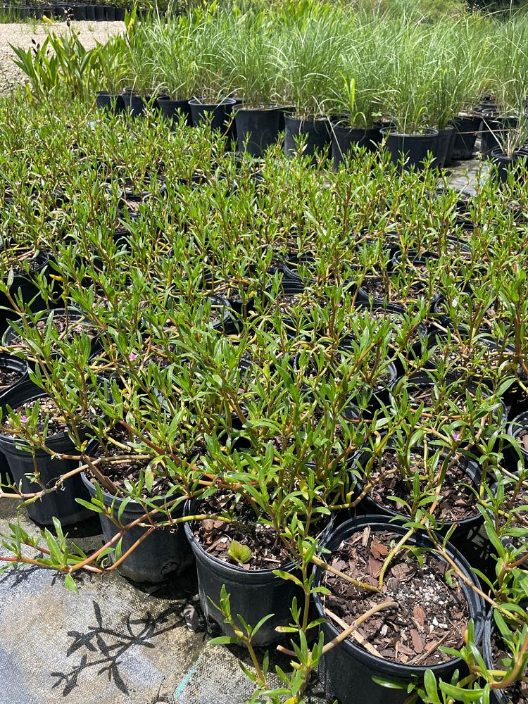 sesuvium-portulacastrum-sea-purslane