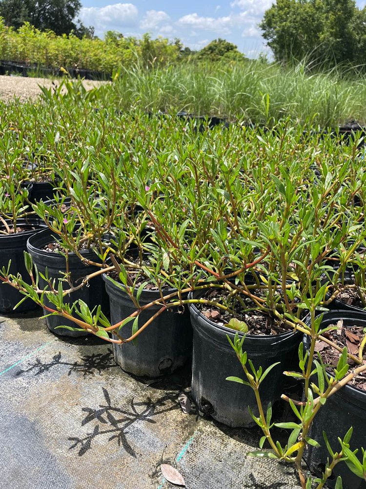 sesuvium-portulacastrum-sea-purslane