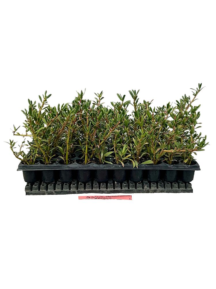 sesuvium-portulacastrum-sea-purslane