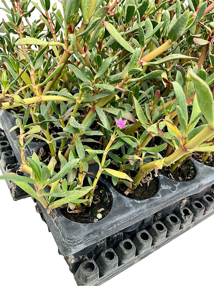 sesuvium-portulacastrum-sea-purslane