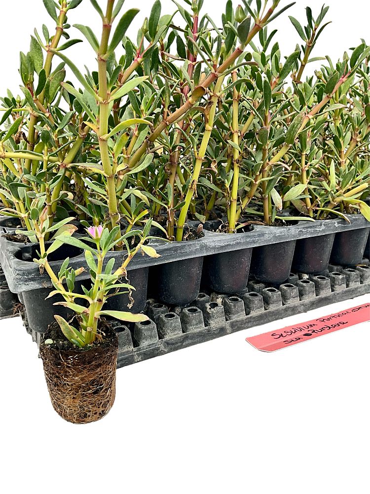 sesuvium-portulacastrum-sea-purslane