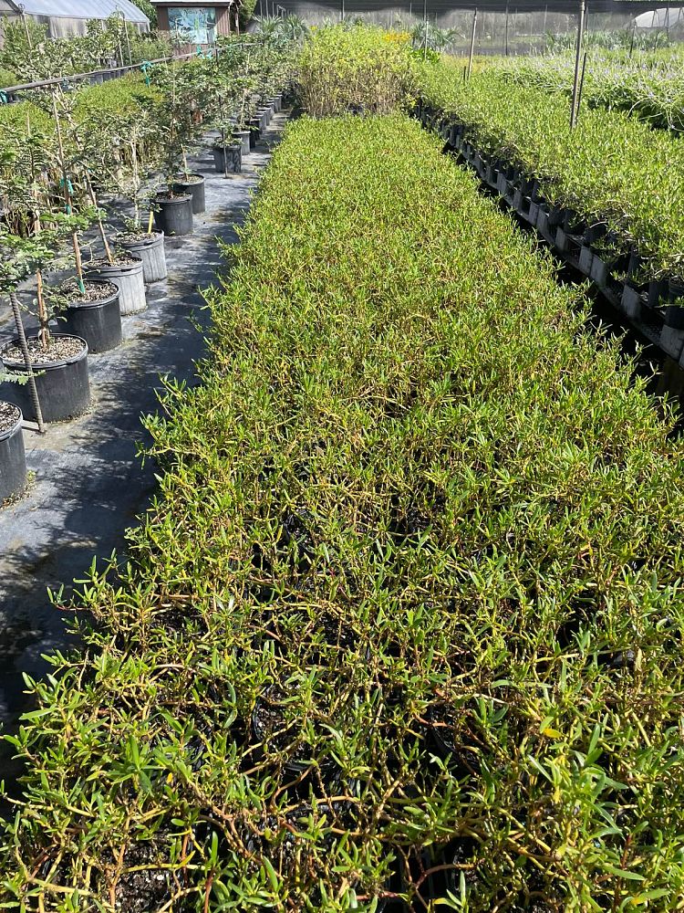 sesuvium-portulacastrum-sea-purslane