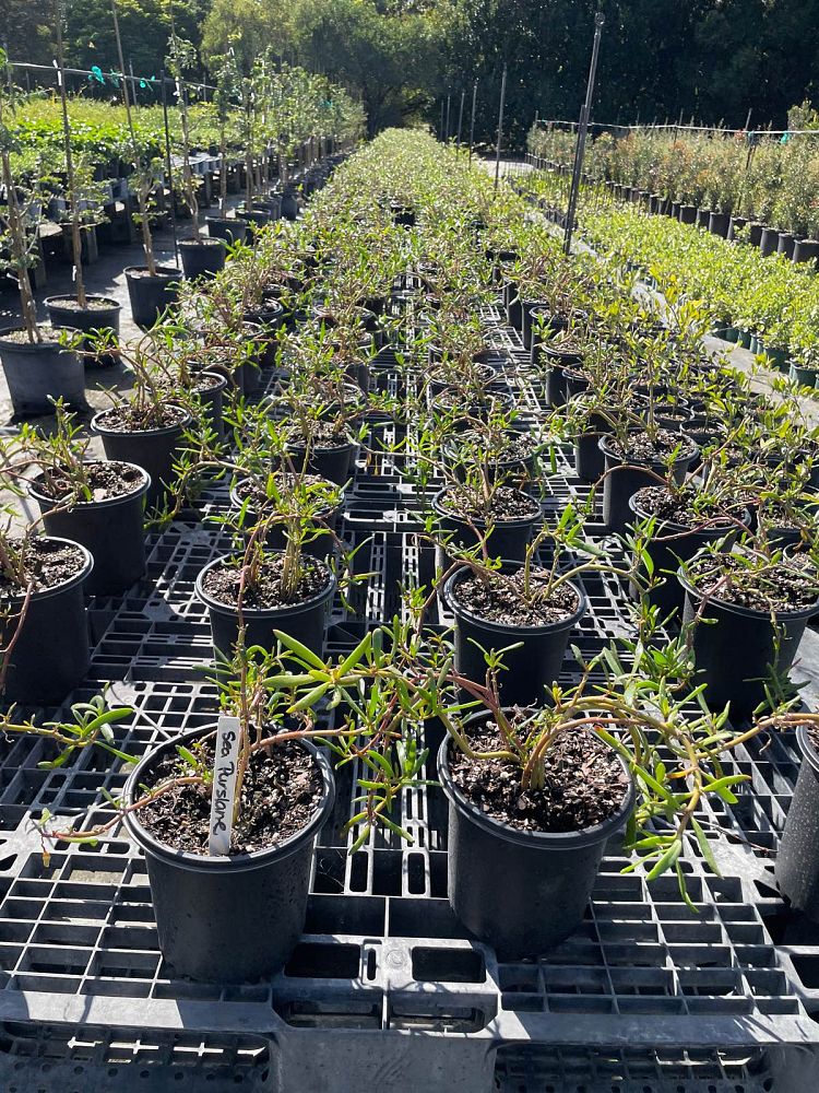 sesuvium-portulacastrum-sea-purslane