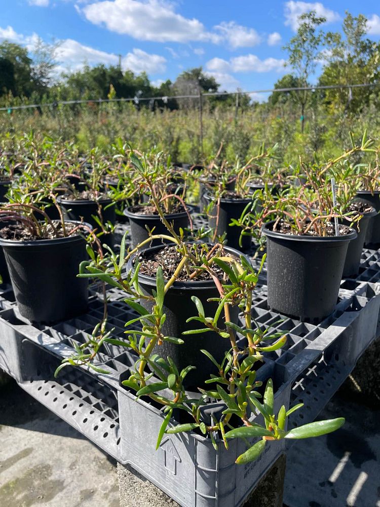 sesuvium-portulacastrum-sea-purslane