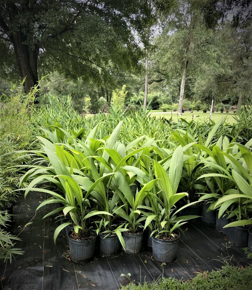 setaria-palmifolia-palm-grass