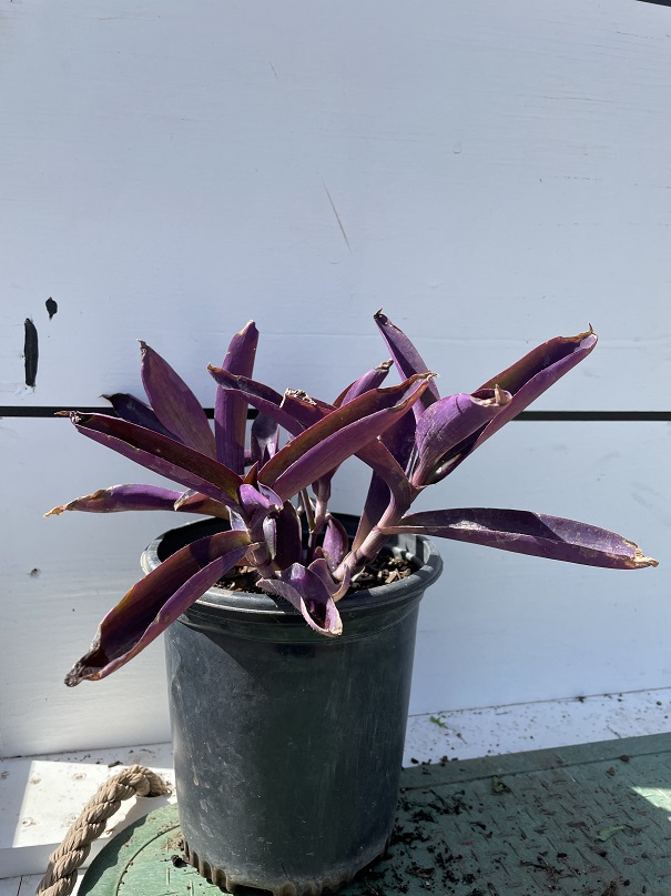 setcreasea-pallida-purple-heart-wandering-jew-purple-queen