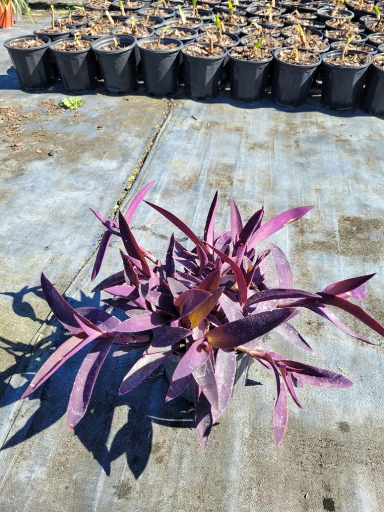setcreasea-pallida-purple-heart-wandering-jew-purple-queen