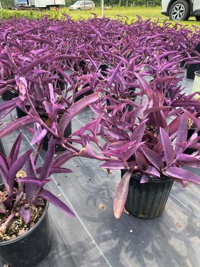 setcreasea-pallida-purple-heart-wandering-jew-purple-queen