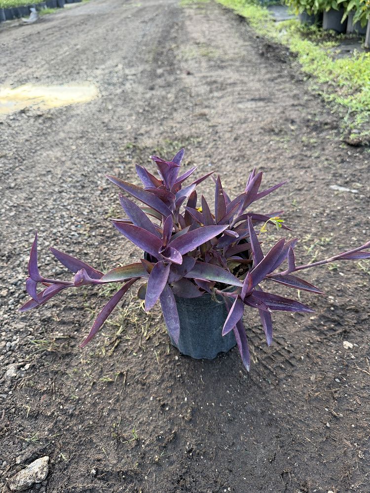 setcreasea-pallida-purple-heart-wandering-jew-purple-queen