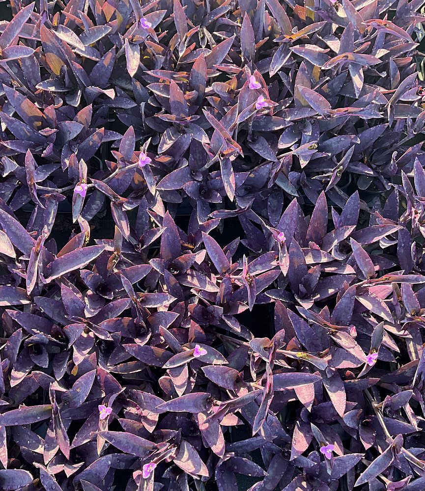 setcreasea-purpurea