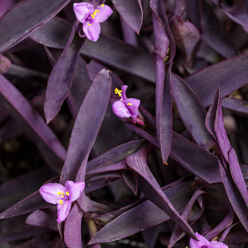 setcreasea-purpurea