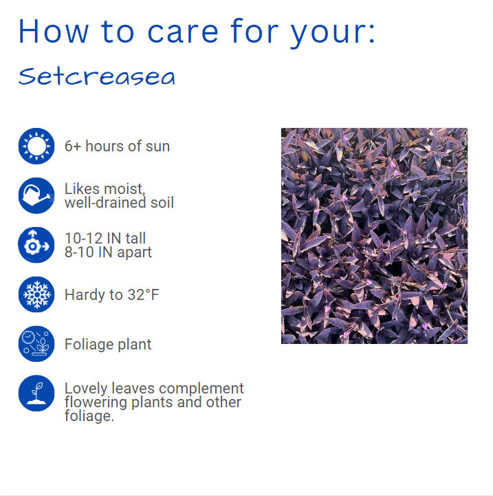 setcreasea-purpurea