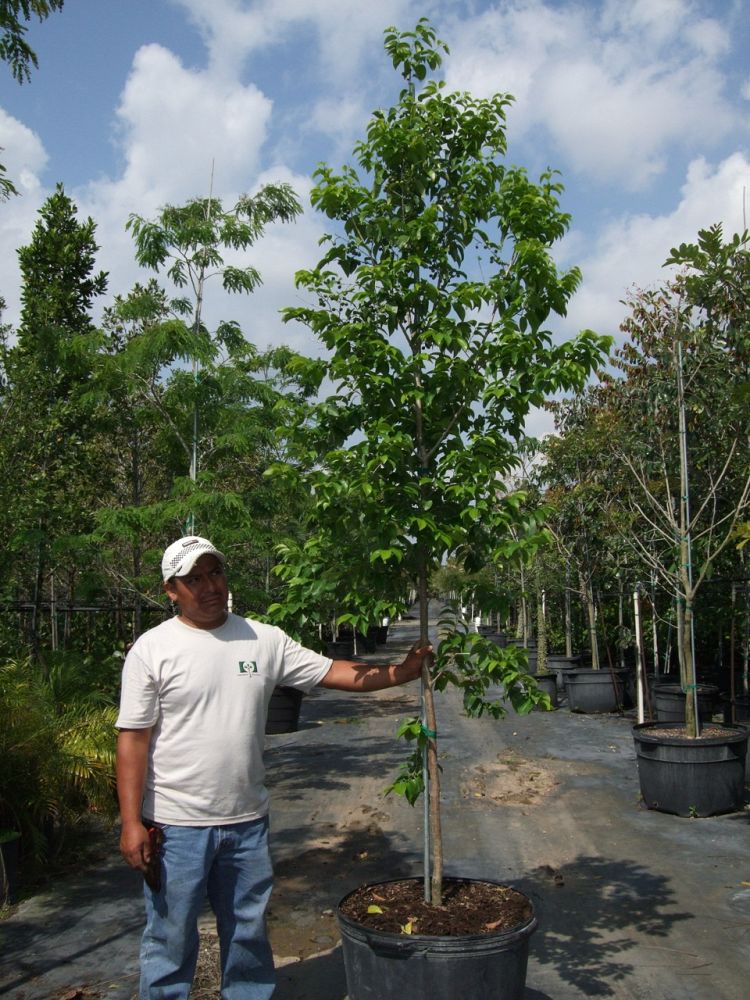 sideroxylon-foetidissimum-mastic-mastichodendron-foetidissimum