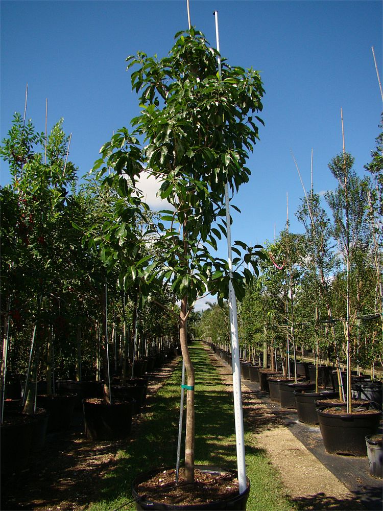sideroxylon-foetidissimum-mastic-mastichodendron-foetidissimum