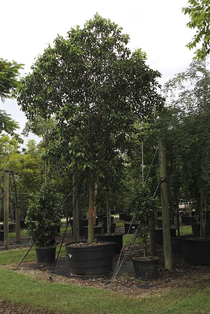 sideroxylon-foetidissimum-mastic-mastichodendron-foetidissimum