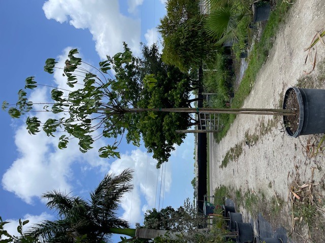 sideroxylon-foetidissimum-mastic-mastichodendron-foetidissimum