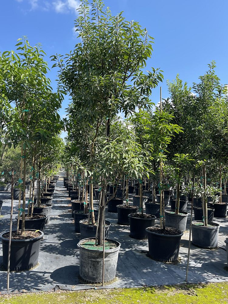 sideroxylon-foetidissimum-mastic-mastichodendron-foetidissimum