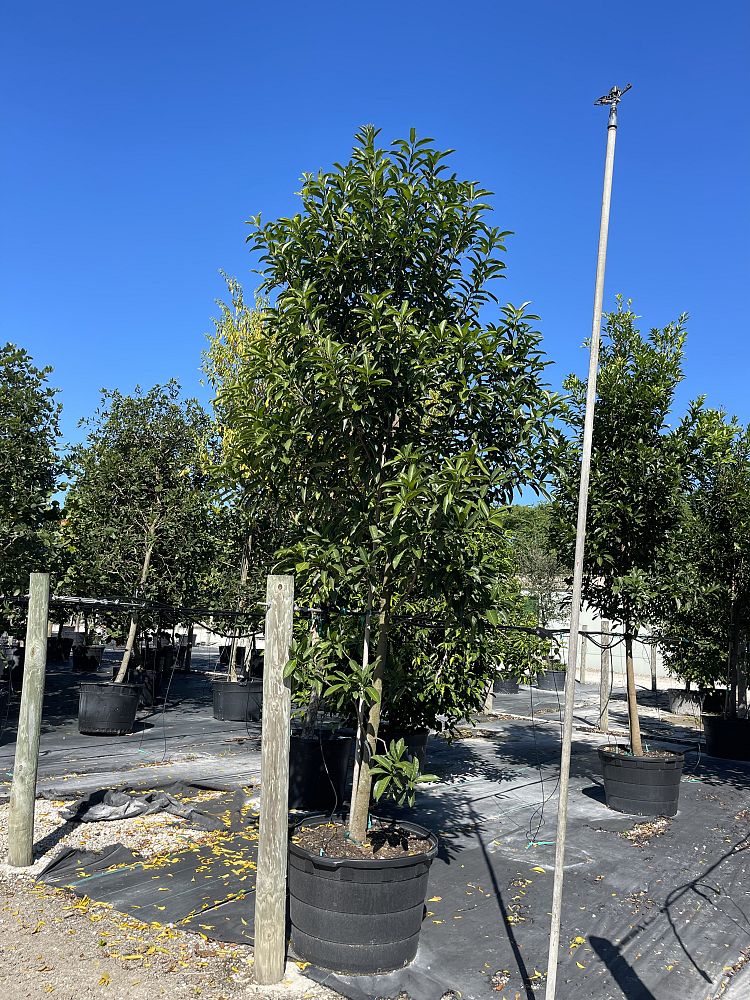 sideroxylon-foetidissimum-mastic-mastichodendron-foetidissimum