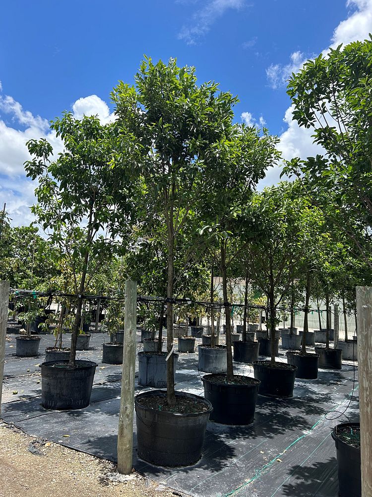 sideroxylon-foetidissimum-mastic-mastichodendron-foetidissimum