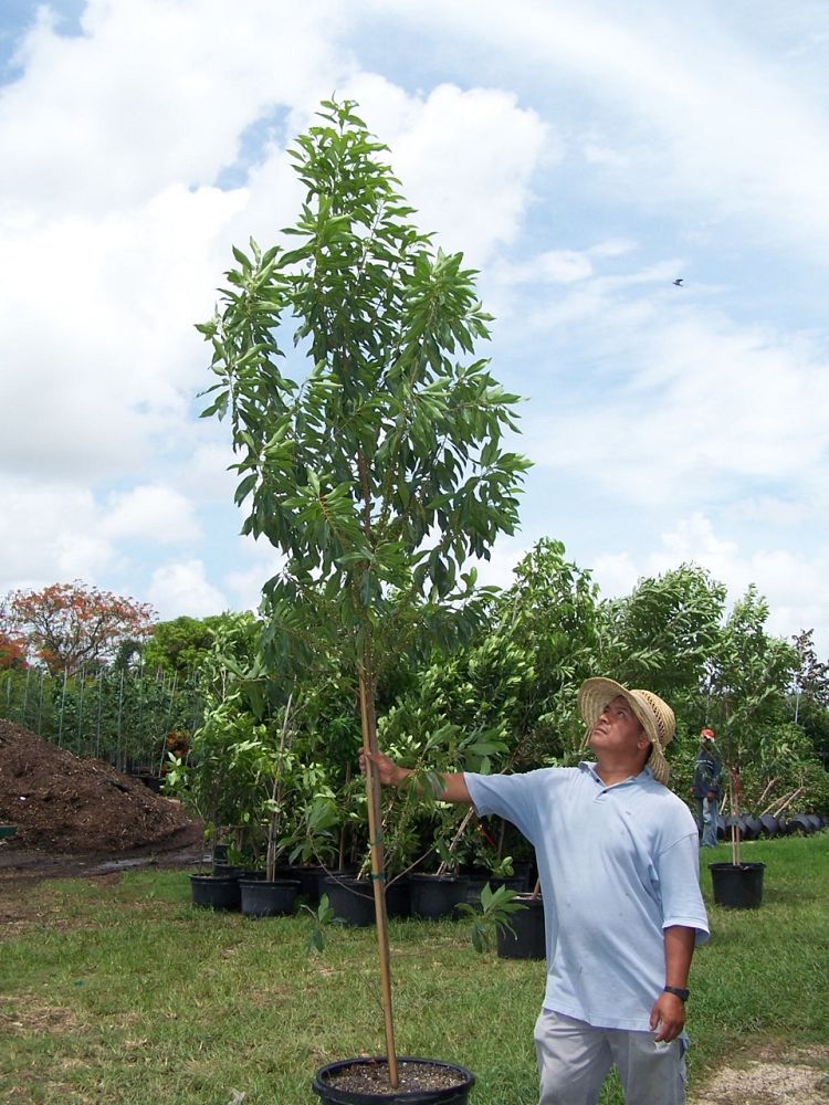 sideroxylon-salicifolium-willow-bustic