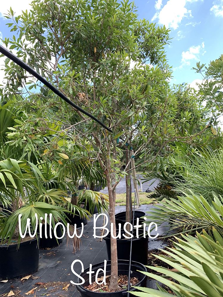 sideroxylon-salicifolium-willow-bustic
