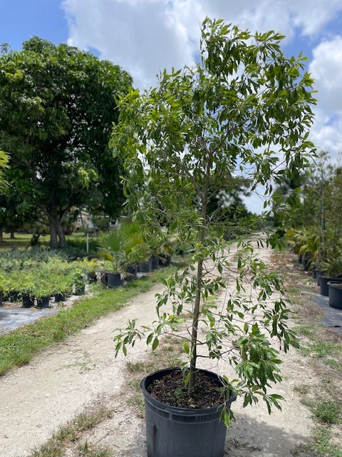 sideroxylon-salicifolium-willow-bustic