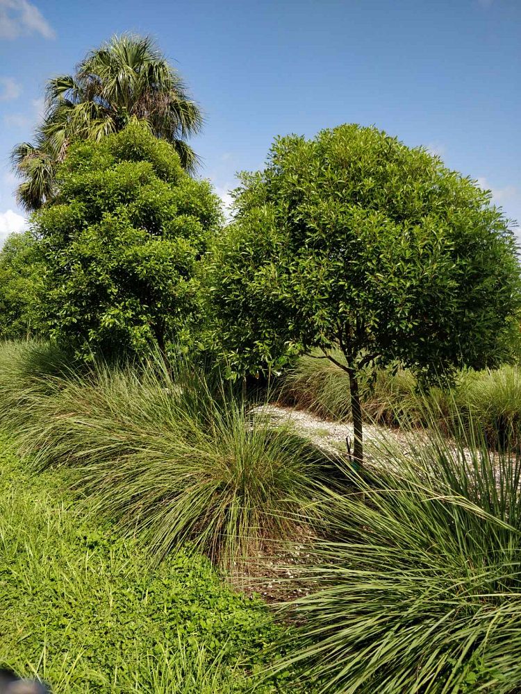 sideroxylon-salicifolium-willow-bustic