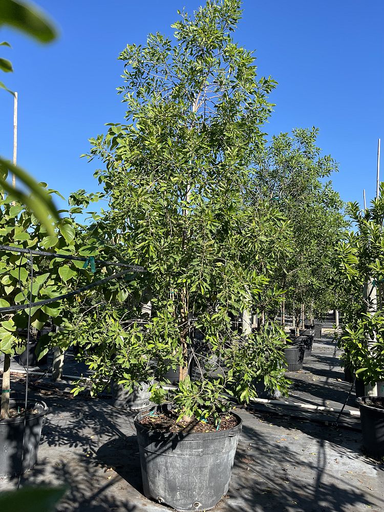 sideroxylon-salicifolium-willow-bustic