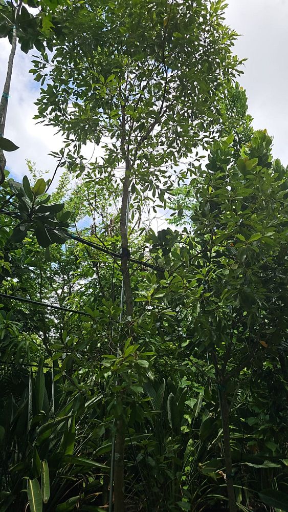 sideroxylon-salicifolium-willow-bustic