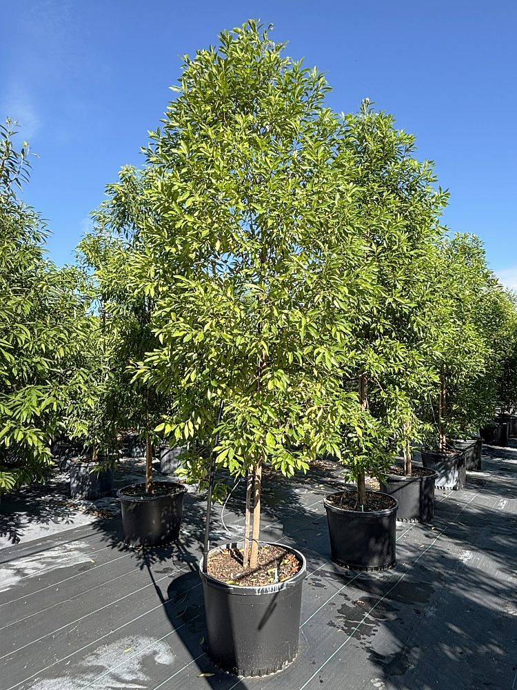 sideroxylon-salicifolium-willow-bustic
