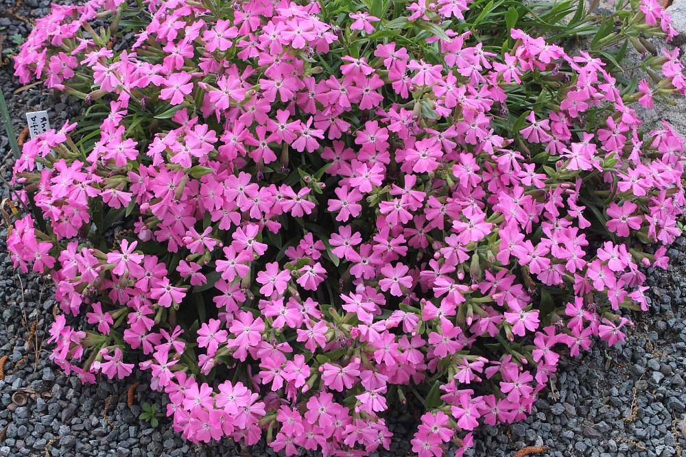 silene-caroliniana-wherryi-short-and-sweet-wherryi-s-catchfly