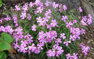silene-caroliniana-wild-pink