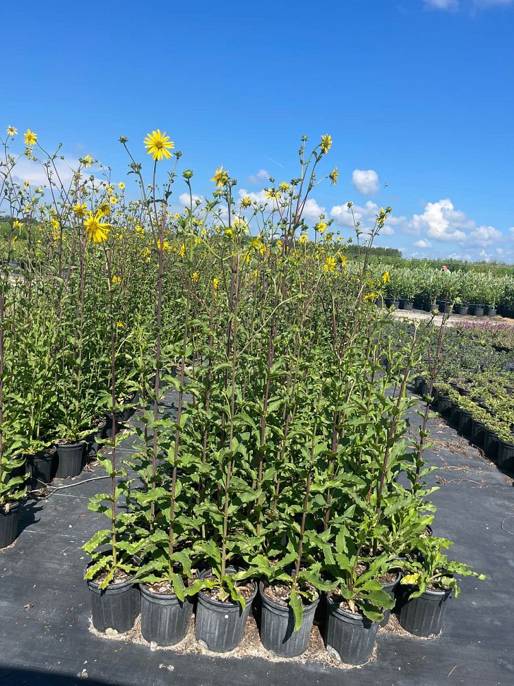 silphium-asteriscus-starry-rosinweed