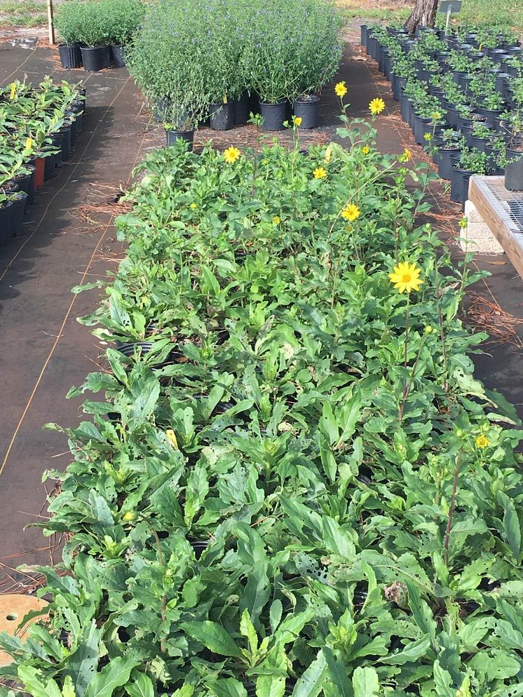 silphium-compositum-native-star-kidneyleaf-rosinweed