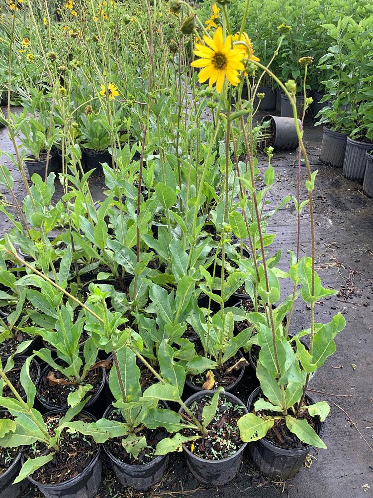 silphium-rosinweed