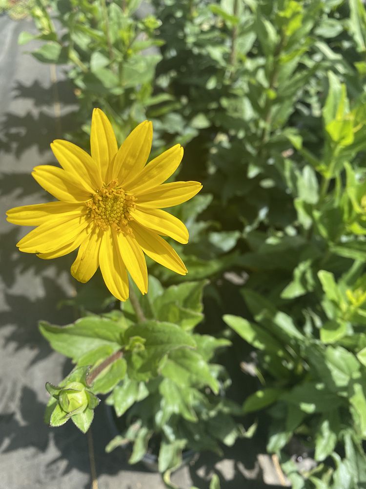 silphium-rosinweed