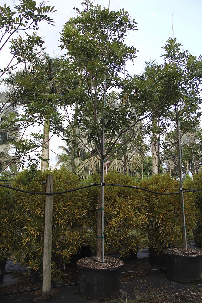 simarouba-glauca-paradise-tree