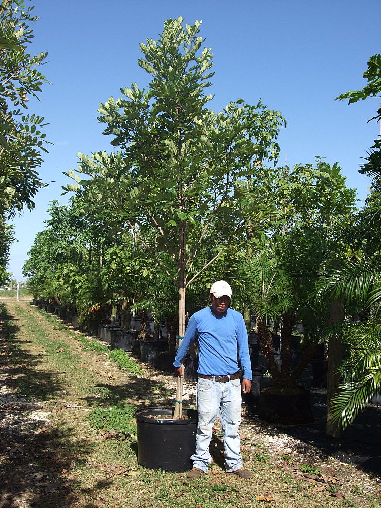 simarouba-glauca-paradise-tree