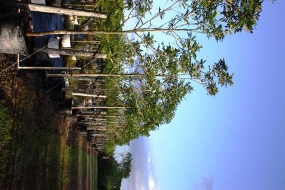 simarouba-glauca-paradise-tree
