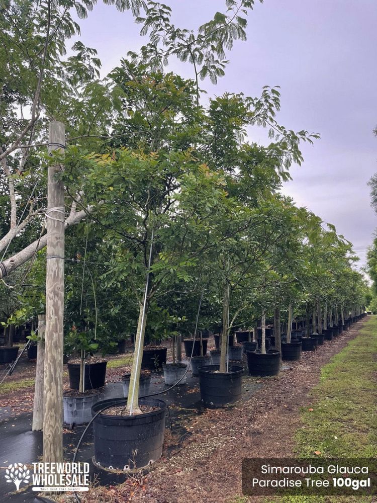 simarouba-glauca-paradise-tree